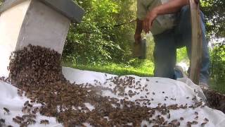 How to catch a swarm of bees [upl. by Cleve]