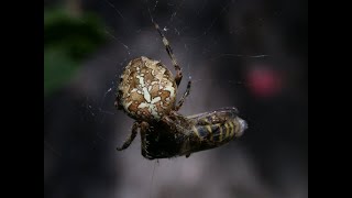 A spiders reaction to sound [upl. by Mauri]