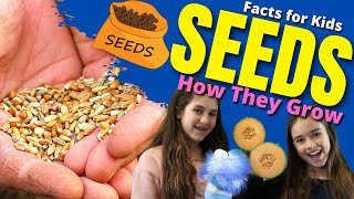 3D animated What is Germination of Seed  Plant Science for Kids  Educational Videos  germination [upl. by Nawat]