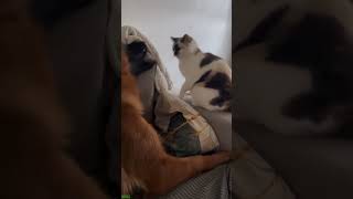 Cute Kittens 🐱 kitten meowing crying 🐈‍⬛ FunnyCats Ep 9673 [upl. by Matlick947]