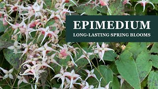 Epimediums longlasting early spring bloomers for a shade garden with Tony Avent [upl. by Grimaldi]