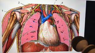 Pericardium and sinuses heart anatomy internal organ review [upl. by Evelinn108]