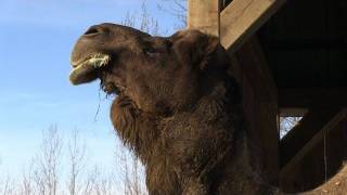 Animales africanos en un invierno canadiense [upl. by Mella]