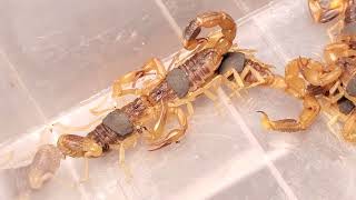 Exemplar copulatory behaviors observed in scorpions [upl. by Suivart]