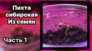 Пихта сибирская из семян Часть 1 [upl. by Alyl]