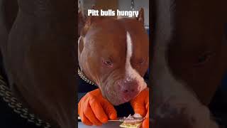 Pit Bull Eats in Reverse 🤯 Hilarious Rewind Moment MemeLife DogLovers FunnyShortsquot [upl. by Vivien]