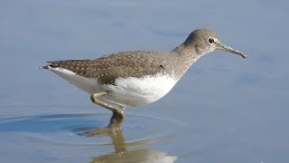 Green Sandpiper Slimbridge September 23 4K [upl. by Aisitel]