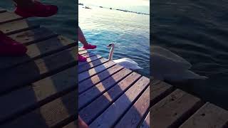 Peschiera del Garda italy music viral travel [upl. by Ytsrik342]