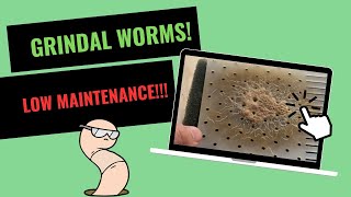 How to Cultivate Grindal Worms Easy and Without Smell [upl. by Abernon]