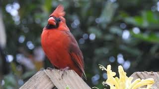 Northern Cardinal Cardinalis cardinalis Timucuan Ecological and Historical Preserve [upl. by Aznerol]