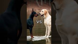 Rottweiler Puppy vs Pitbull puppy  German Shepherd Husky Doberman labrador retriever Pointer [upl. by Norga98]