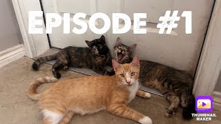 Episode 1  An Introduction Kittenish Kittens [upl. by Alake]