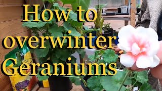 How to overwinter Geraniums  Busy Beaver  Chuck Beavers [upl. by Llerrut]