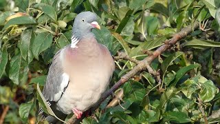 Wood Pigeon Call Columba palumbus [upl. by Kelby694]