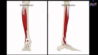 Le membre inférieur  les muscles de la jambe [upl. by Ledua]