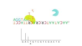 Animation pyrosequencing reaction [upl. by Sivartal185]