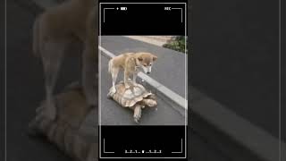 Friendship  Heartwarming Unlikely Animal Friendships You Have to See animalshorts [upl. by Eahsed]