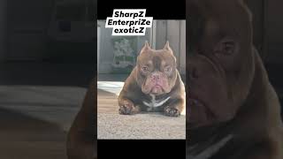 The ultimate ghost chocolatetri exoticmicrobully SharpZ exoticZ [upl. by Khai]