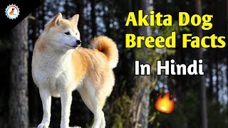 Akita Dog Breed Facts  In Hindi  Dog Facts [upl. by Carmon]