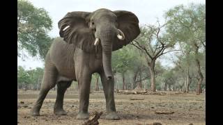 Olifanten olifant  Elephants elephant [upl. by Lienhard]