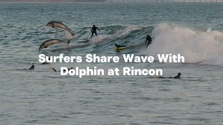 Party Wave Surfers Share Wave With Dolphin at Rincon [upl. by Noswal965]