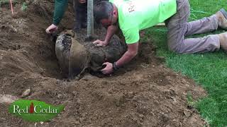 Tree Planting and Transplanting [upl. by Nnaarual447]