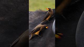 Yellow Billed Oxpecker Eating Parasite Wincent vlZyG wildlife nature bird [upl. by Otes632]