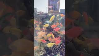 Color fish trending music nationalday shortvideo viralvideo [upl. by Melicent]