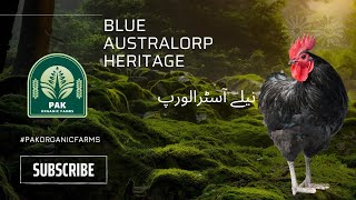 Blue Australorp Heritage [upl. by Nonnahc698]