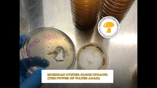 Michigan Oyster Mushroom Clone Update 2 months after water agar [upl. by Kir]