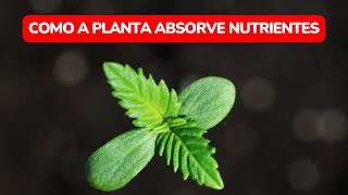 Como a planta absorve nutrientes [upl. by Conall]