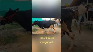 Holsteion Friesian cow for sale in pashu mandi jagraon Cow for sale Jbs video shorts [upl. by Syman836]