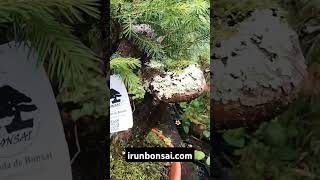 Picea abies prebonsai irunbonsaicom [upl. by Gentry275]