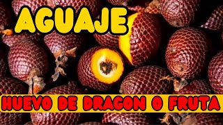 Beneficios del aguaje una fruta poco conocida pero todo un elixir para la salud [upl. by Htebzile]