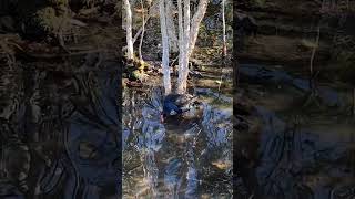 Australasian swamphen Porphyrio melanotus stopped foraging to groom itself [upl. by Eiralih742]