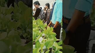 Hydroponic cultivation of palak in anduat Ayodhya University farmer agriculture kisan [upl. by Clynes]