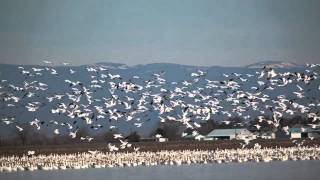 Sounds of the Snow Geese [upl. by Martainn823]