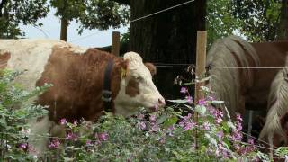 Bräustüberl Tegernsee und das Tegernseer Tal [upl. by Eibloc]