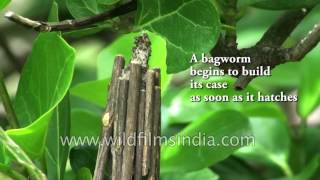 Pshychidae or Bagworm Moth is an intriguing insect [upl. by Annaerb]