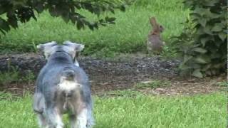 Schnauzer And The Rabbit [upl. by Gerhard174]