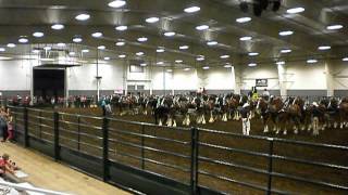 8 Horse Hitch finals and judging Draft Horse Spectalular 72112 [upl. by Allevon]