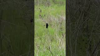 Redwing Blackbird Spring Song [upl. by Vihs]