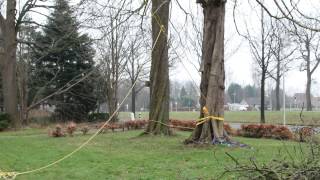 Afbreken en kappen of vellen van een monumentale boom met uitleg [upl. by Geirk]