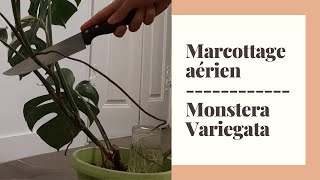 Marcottage aérien monstera variegata 💨🌿 [upl. by Aihppa]