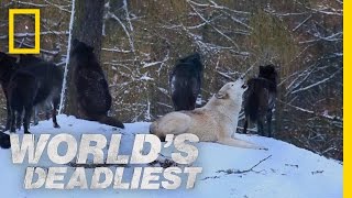 Canine Battle of Thrones  Worlds Deadliest [upl. by Llevad]