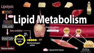 Lipid Fat Metabolism Overview Animation [upl. by Yedrahs992]