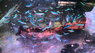 Cardinal tetras eating Repashy for the first time [upl. by Ehrlich923]