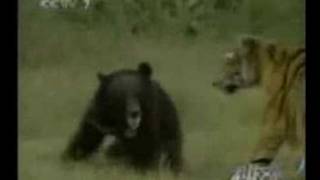 Tiger Attack to Young Bear Safari Videos [upl. by Pudendas81]