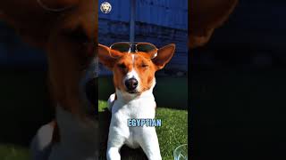 ✨ Meet the Basenji🐕🔍The Dog That Doesn’t Bark 🐾🤫 [upl. by Gut]