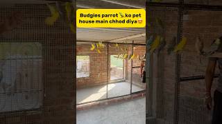 Budgies parrot 🦜 ko new pet house main chhod diya😍 petlover pigeon kabutar budgies parrot [upl. by Nil562]